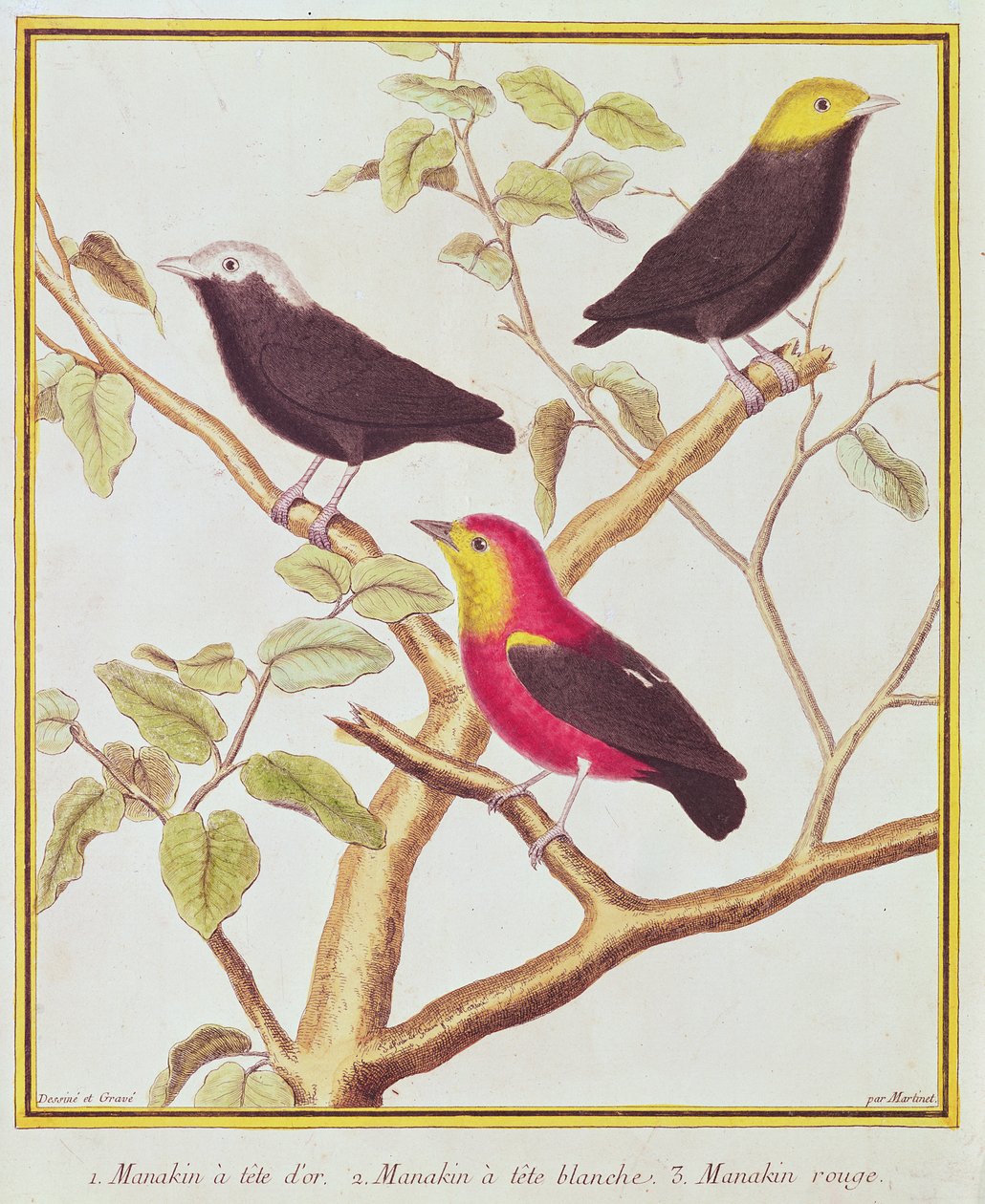 Amigos de Francois Nicolas Martinet