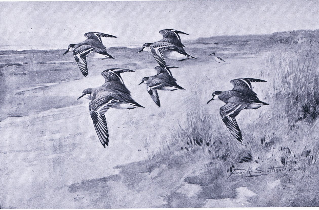 Uma viagem de Dunlin de Frank Southgate