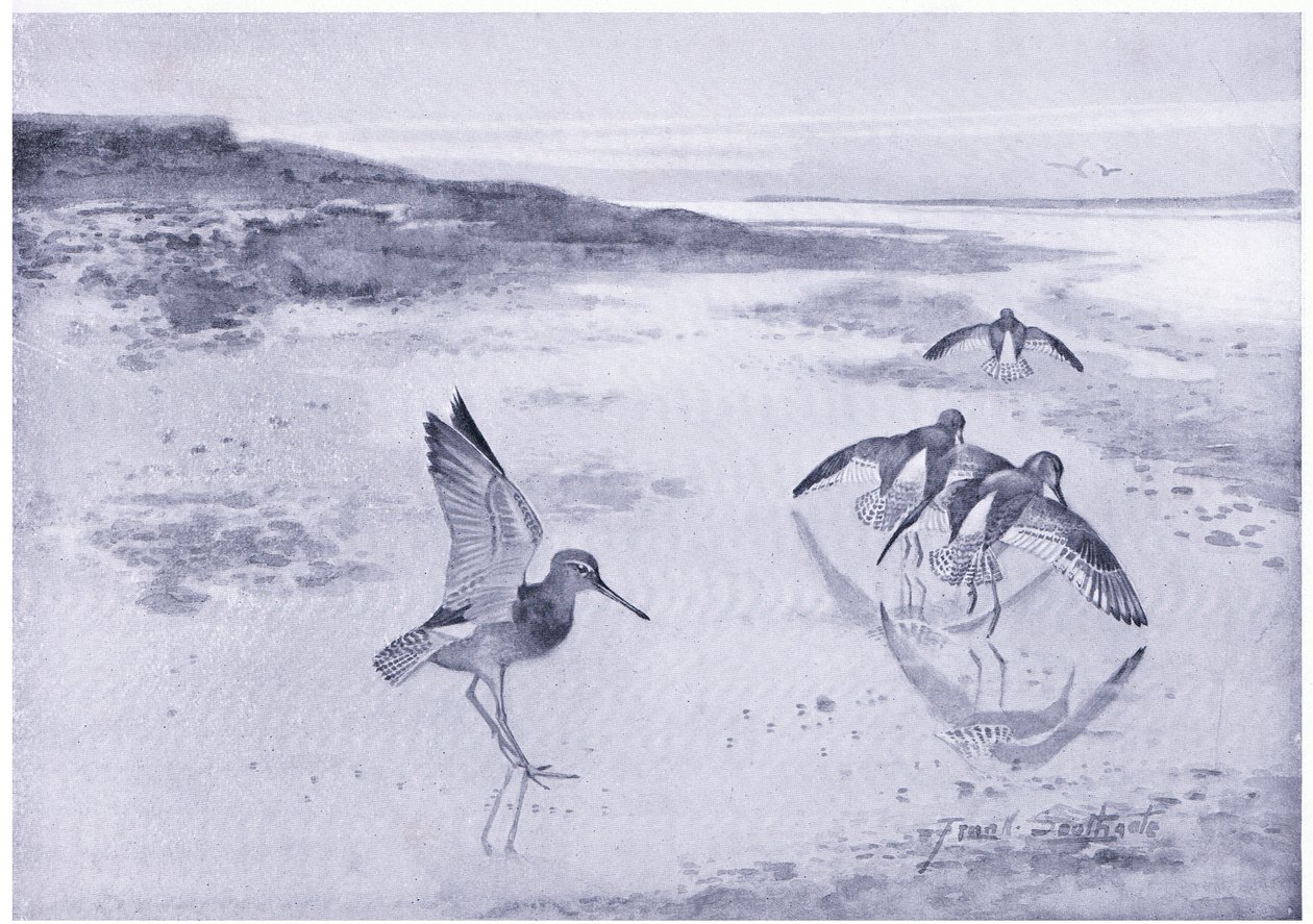 O cauteloso Redshank de Frank Southgate