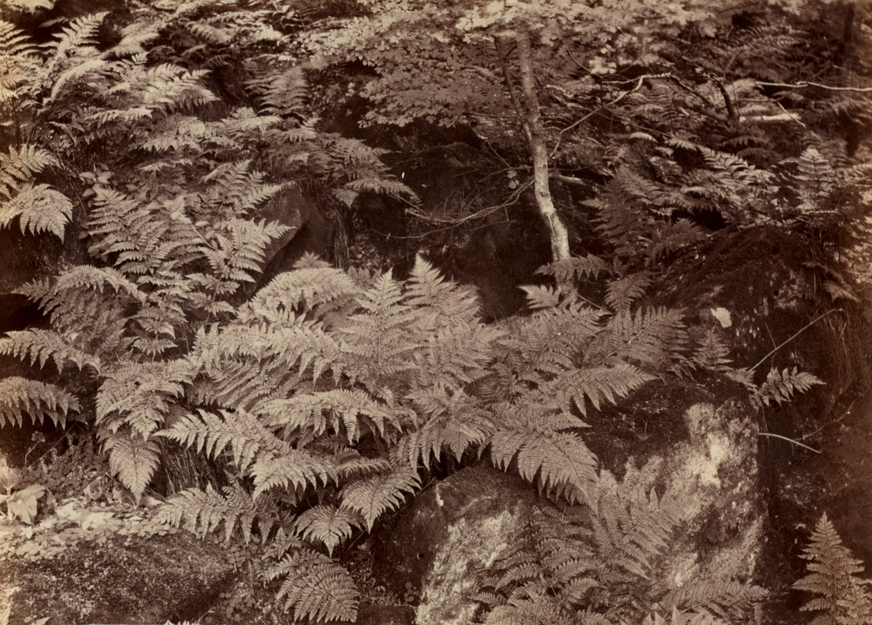 Fern Study sem título, final da década de 1870. de Frank Meadow Sutcliffe