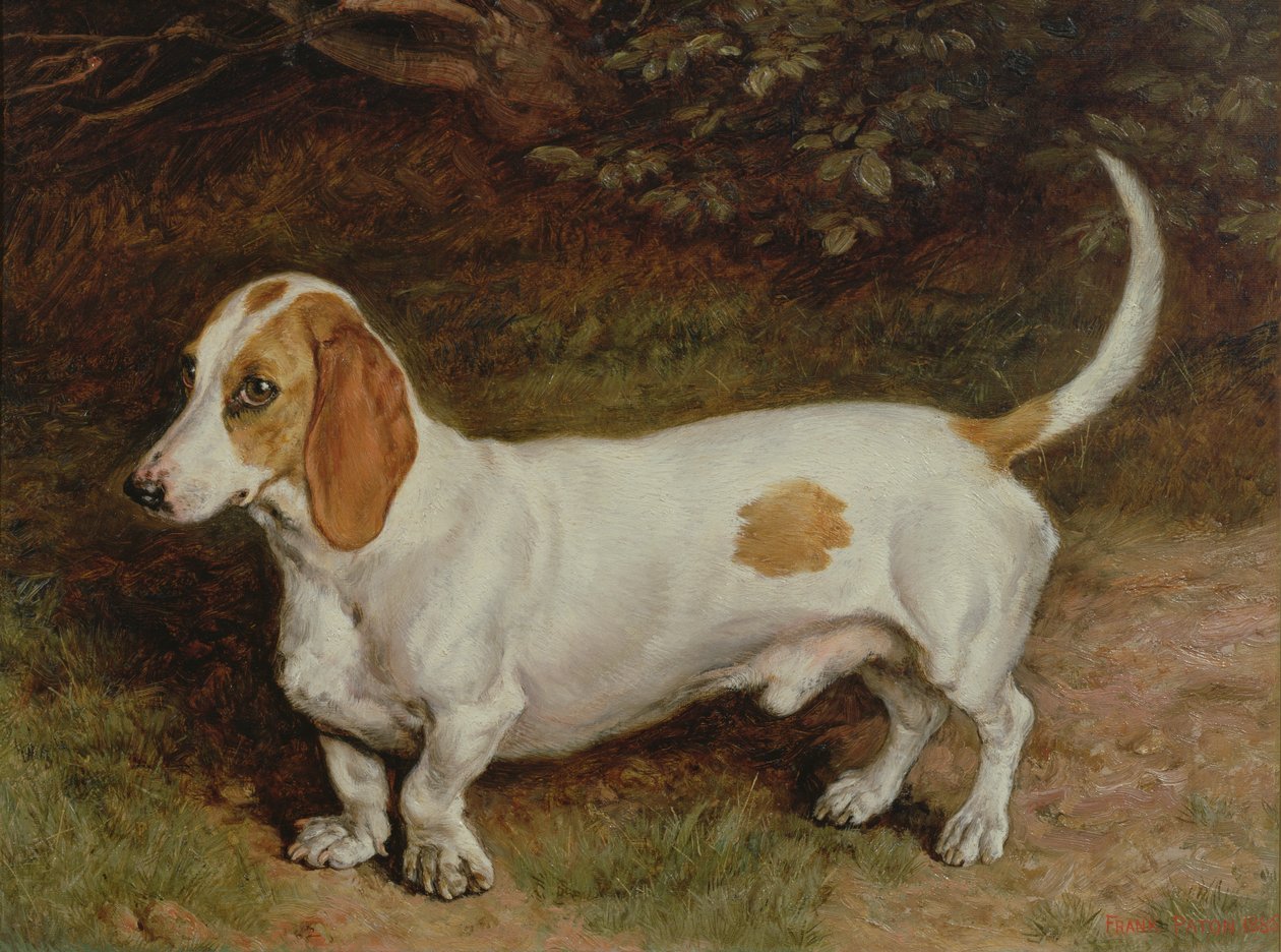 Meu Dachshund Favorito, 1885 de Frank Paton