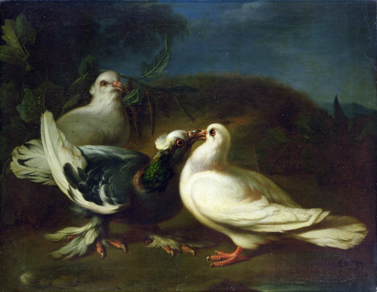 Pombas, 1724 de Franz Werner Tamm