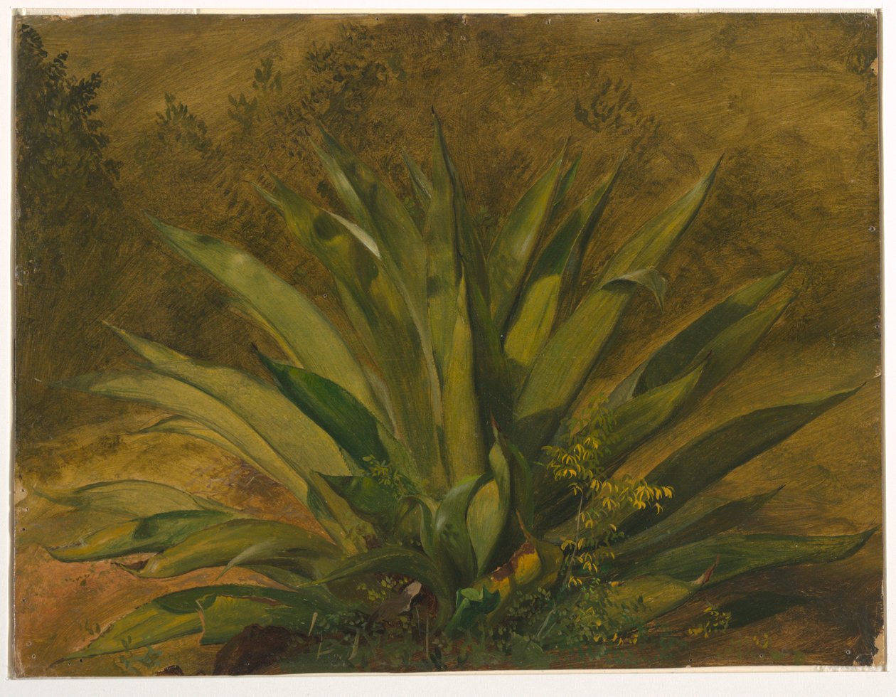 Estudo botânico de Frederic Edwin Church