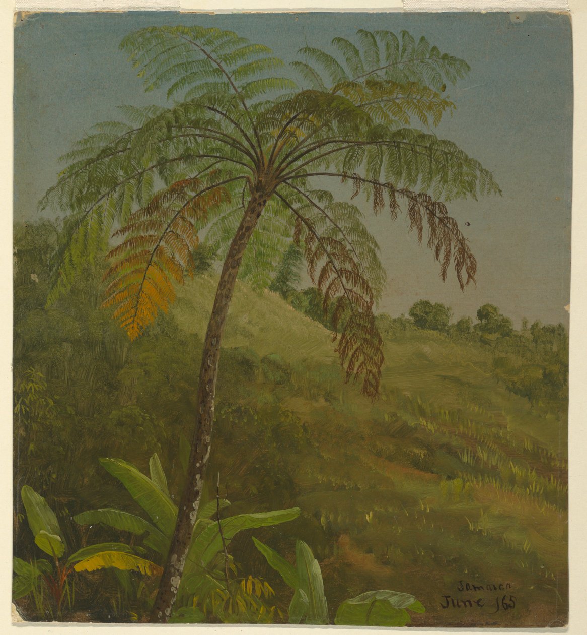 Palmeira, Jamaica de Frederic Edwin Church