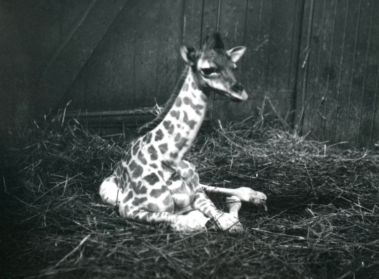 Um bebê girafa, cerca de 7 horas de idade, sentado entre feno no zoológico de Londres, março de 1913 de Frederick William Bond