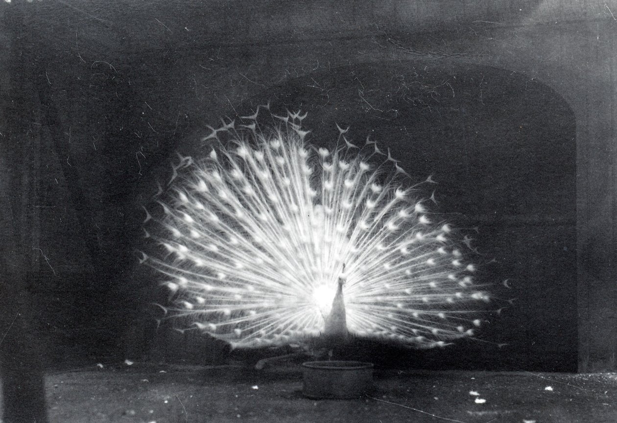 Pavão branco de Frederick William Bond