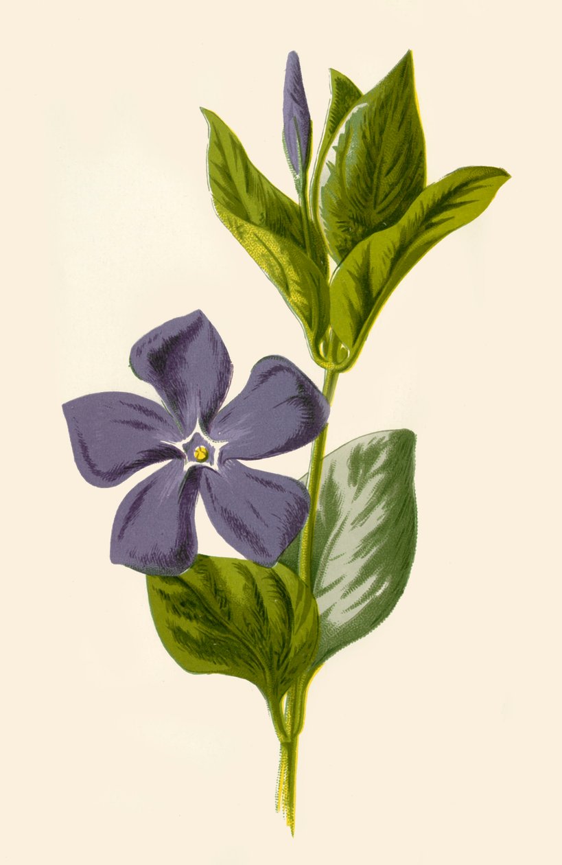 Pervinca, 1877. de Frederick Edward Hulme