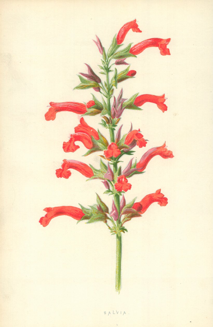 Salvia de Frederick Edward Hulme