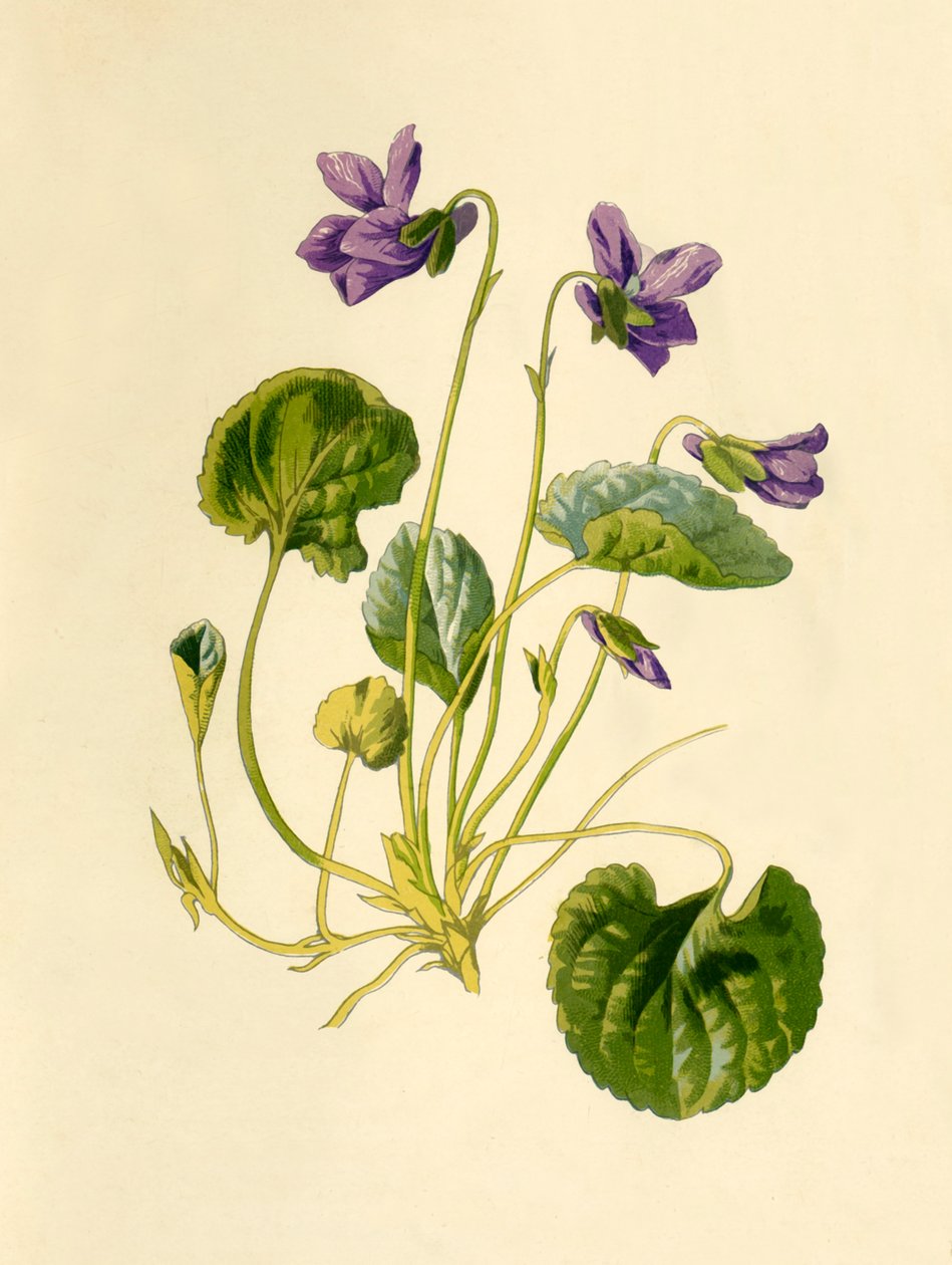 Violeta doce, 1877. de Frederick Edward Hulme