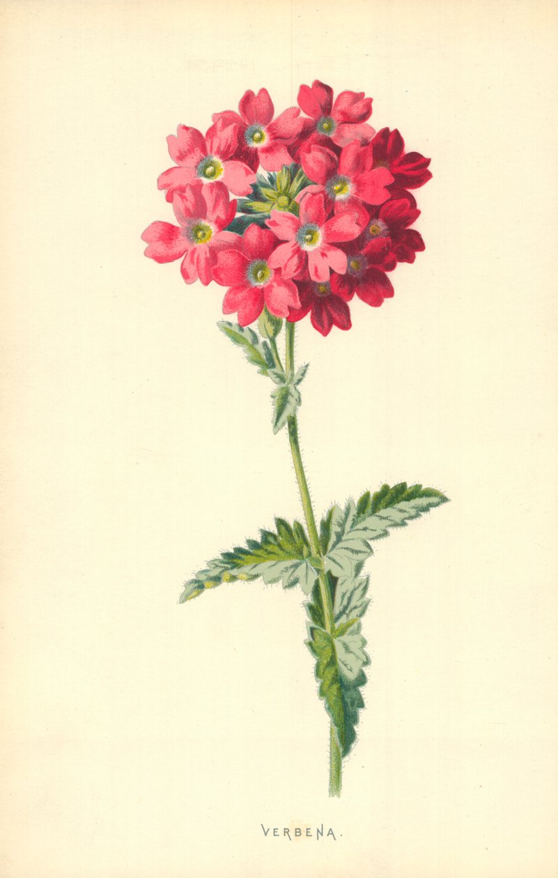 Verbena de Frederick Edward Hulme