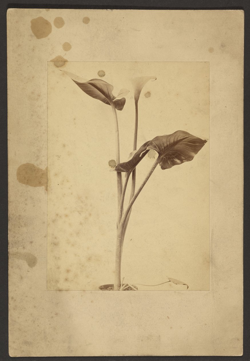 [Calla Lily] de Frederick H. Hollyer