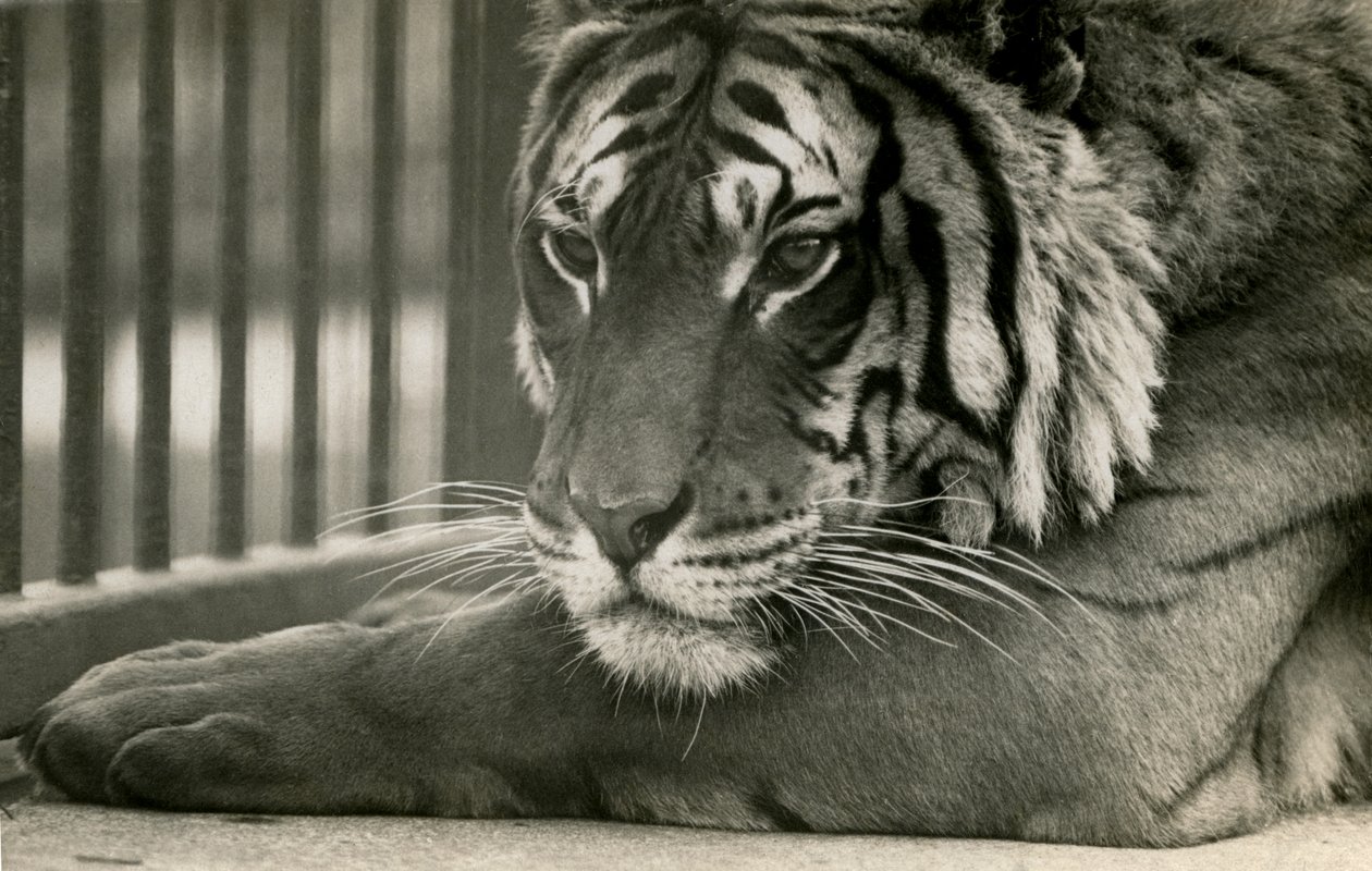 Tiger Sam no zoológico de Londres, 1925 de Frederick William Bond