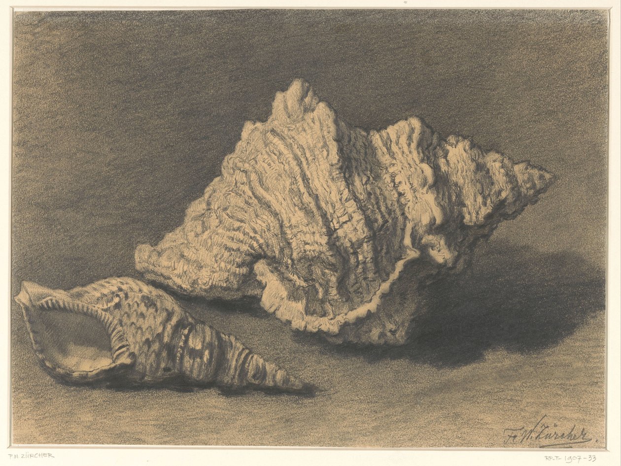 Duas conchas de Frederik Willem Zürcher