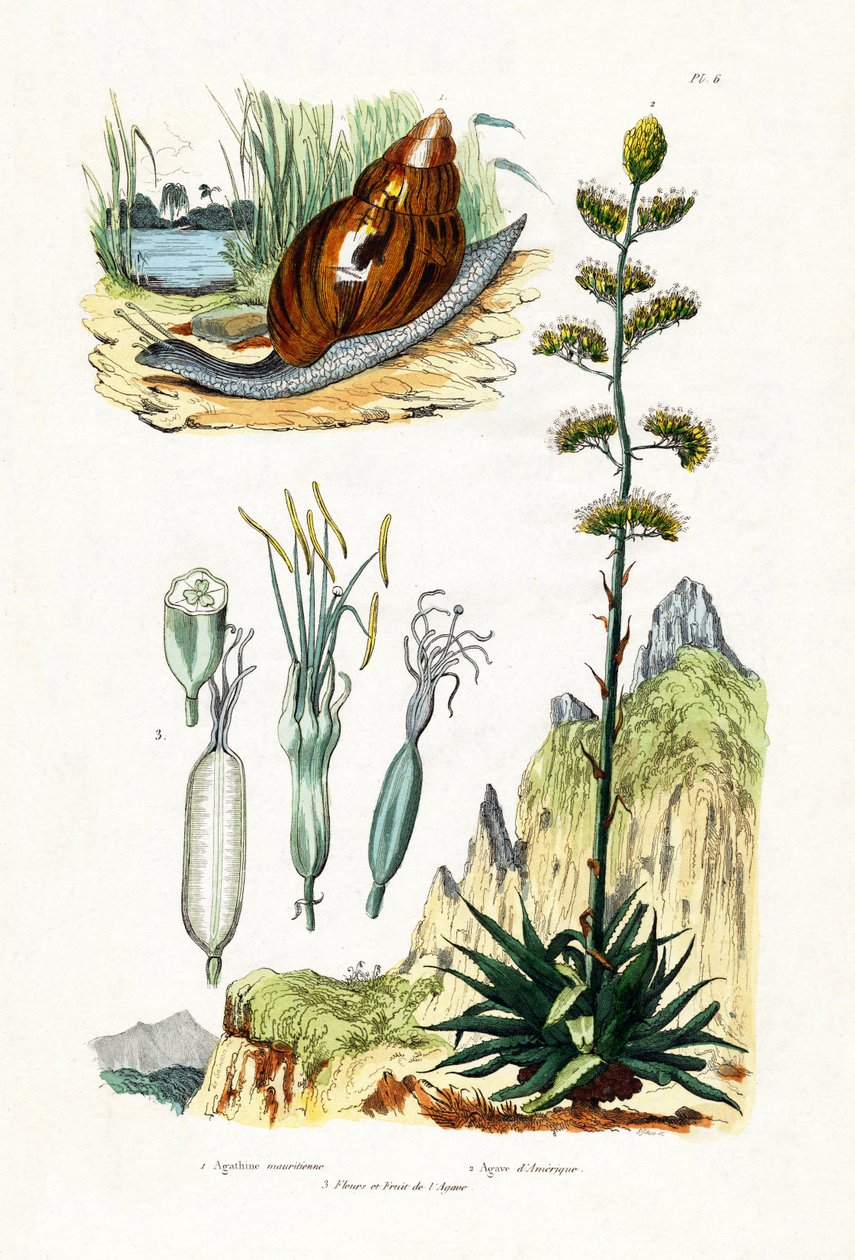 Caracol de Ágata, 1833-39 de French School
