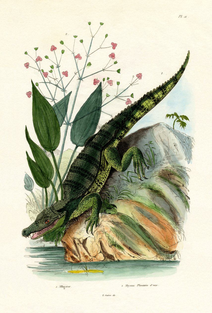 Jacaré, 1833-39 de French School