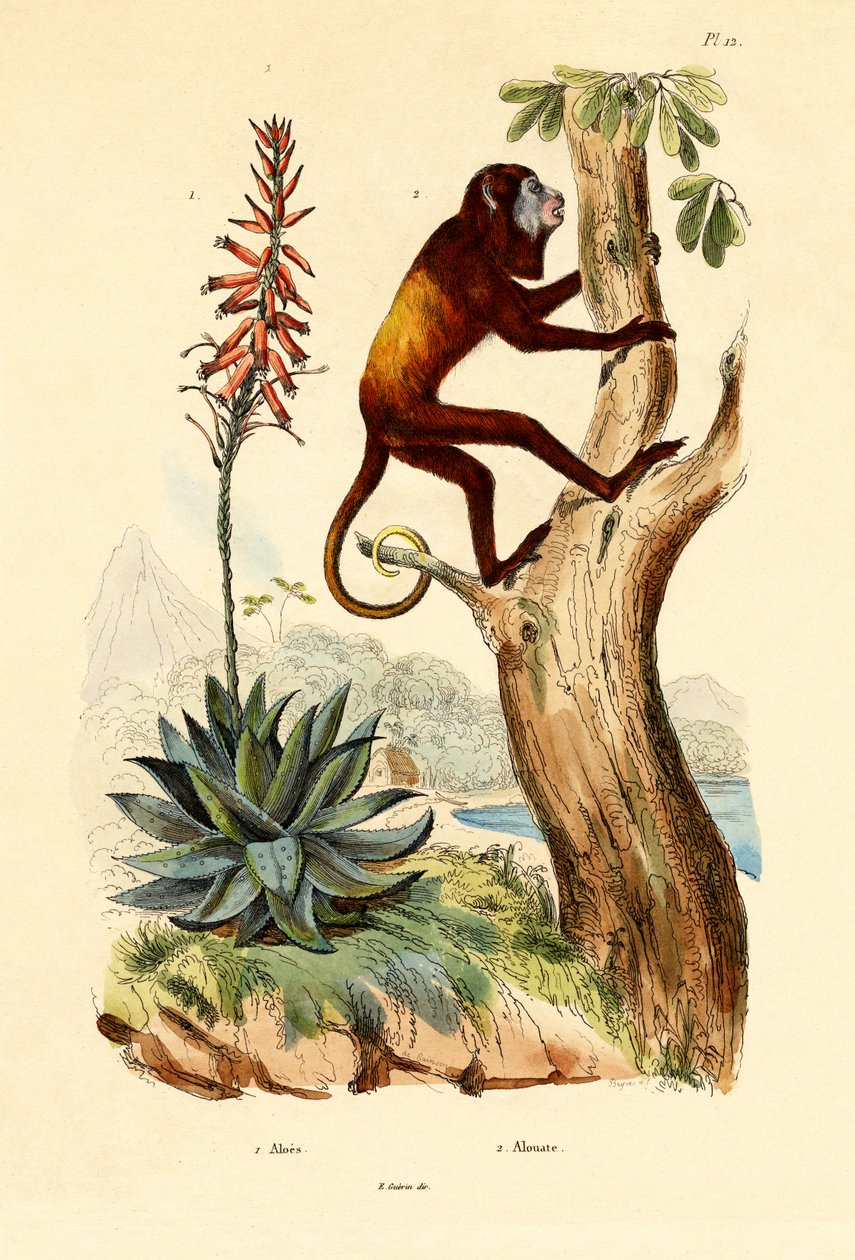 Aloe vera, 1833-39 de French School