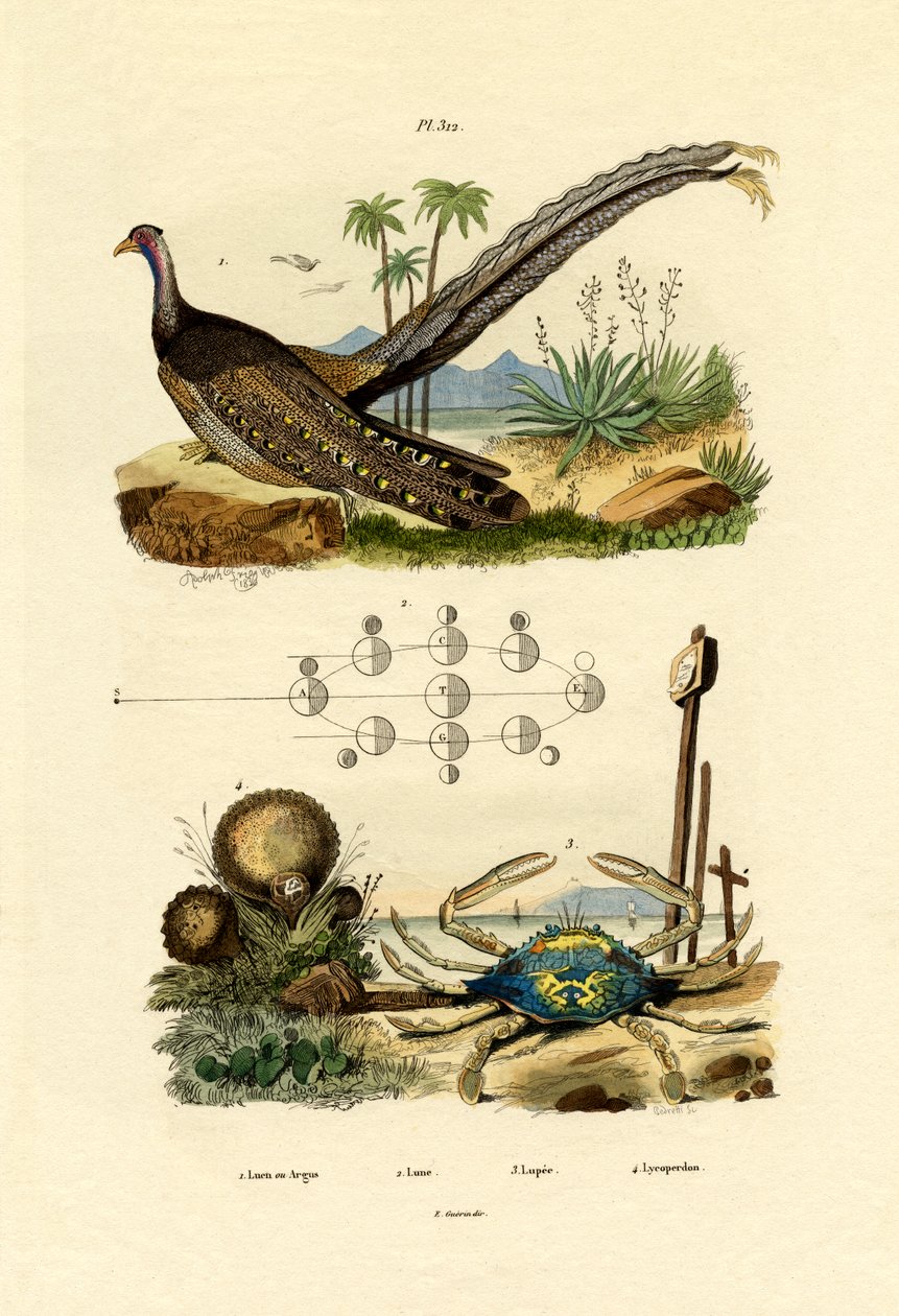 Argus Pheasant, 1833-39 de French School