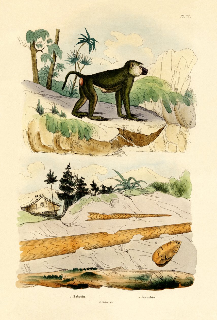 Babuíno, 1833-39 de French School