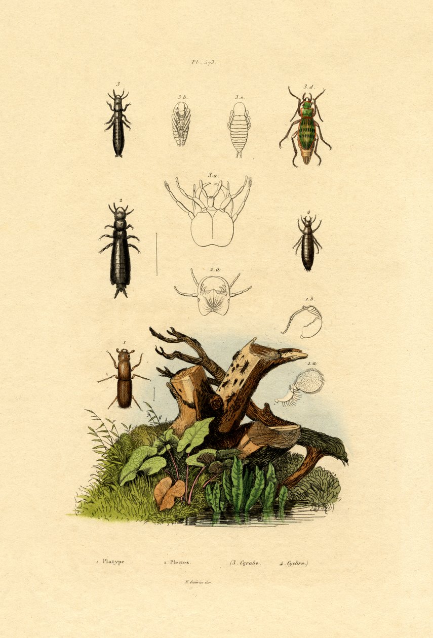 Besouro De Casca, 1833-39 de French School