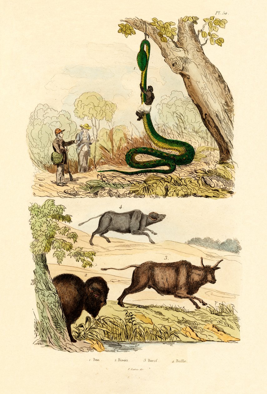 Boa, 1833-39  de French School