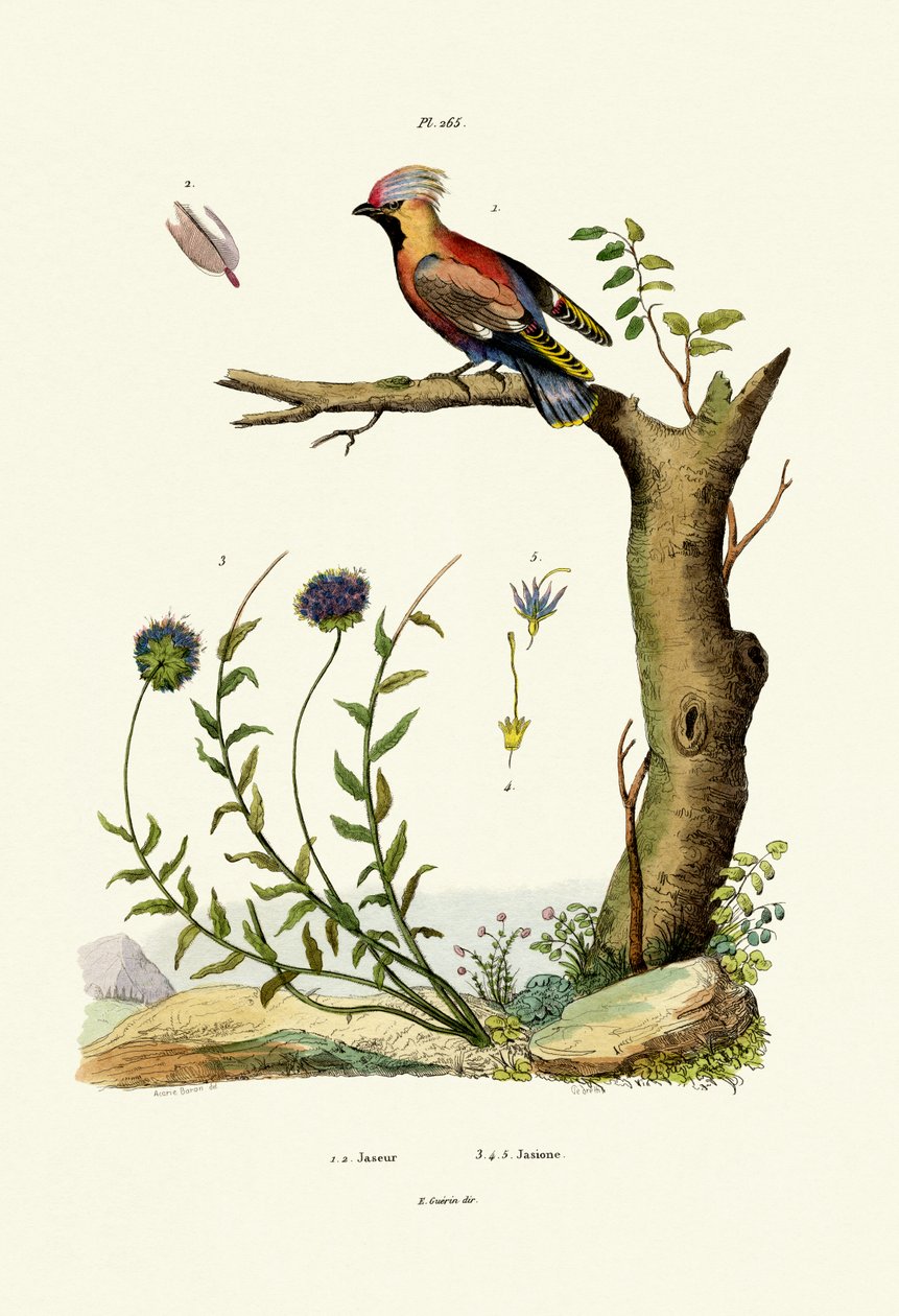 Waxwing boêmio, 1833-39 de French School