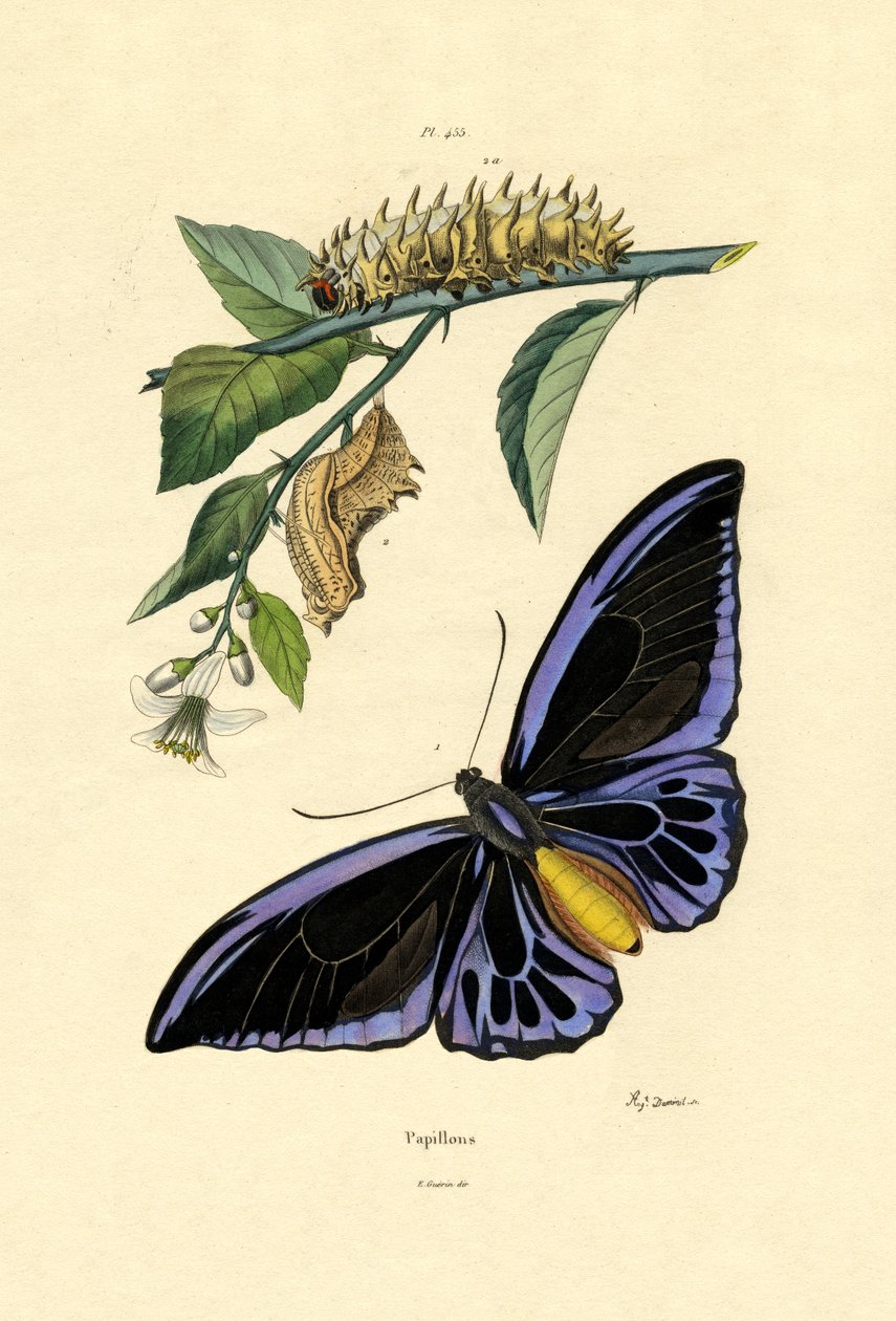 Borboletas, 1833-39 de French School
