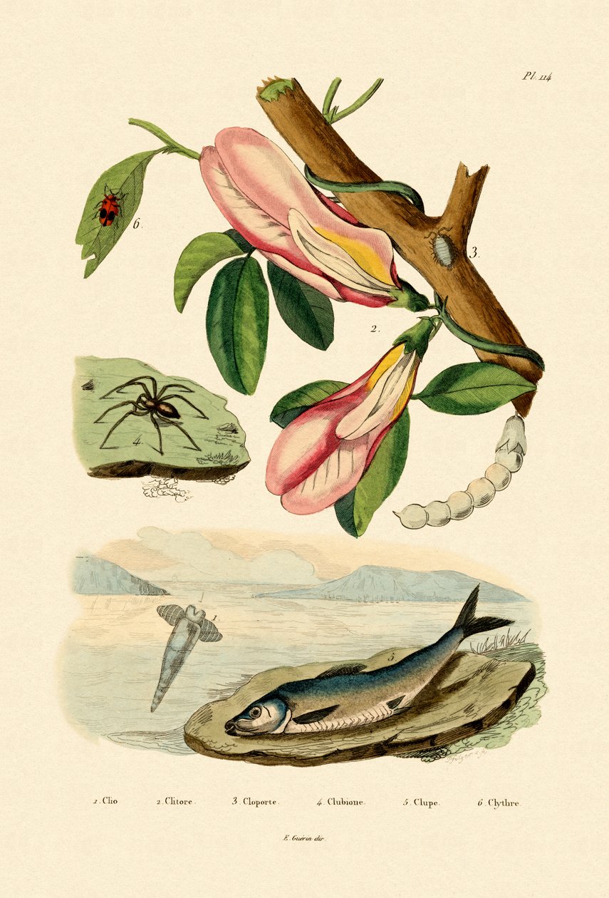Ervilha Borboleta, 1833-39 de French School