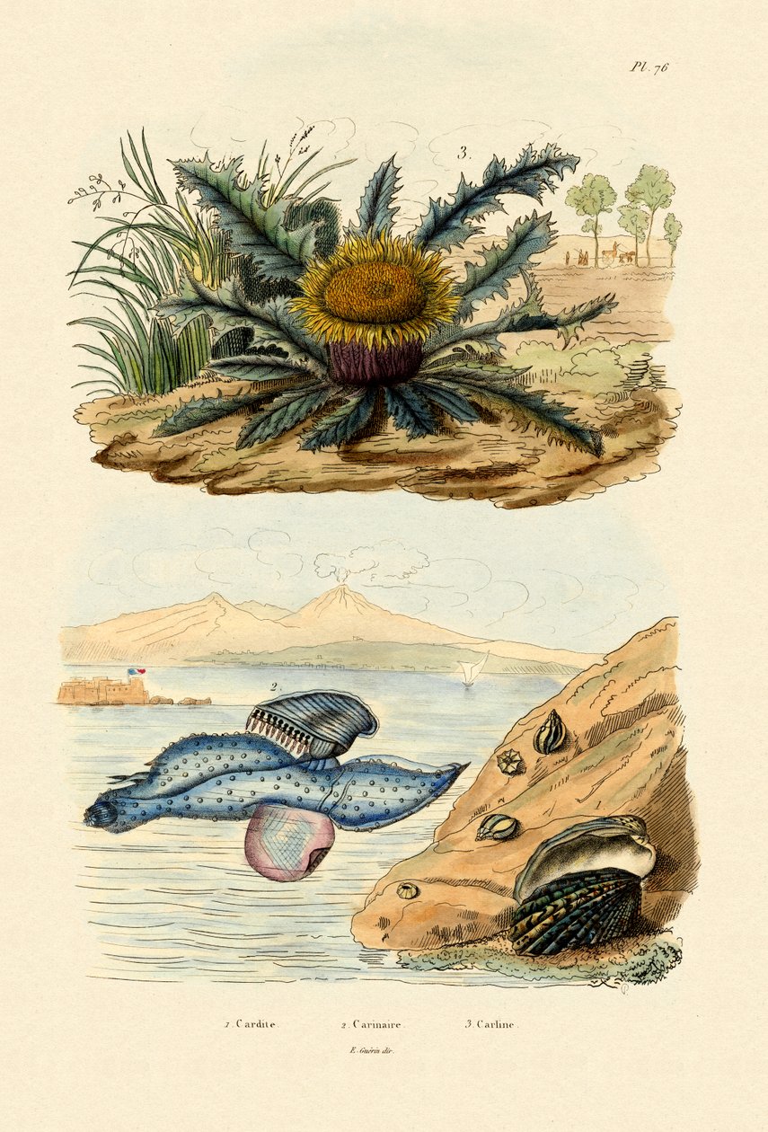 Cardita Shell, 1833-39 de French School