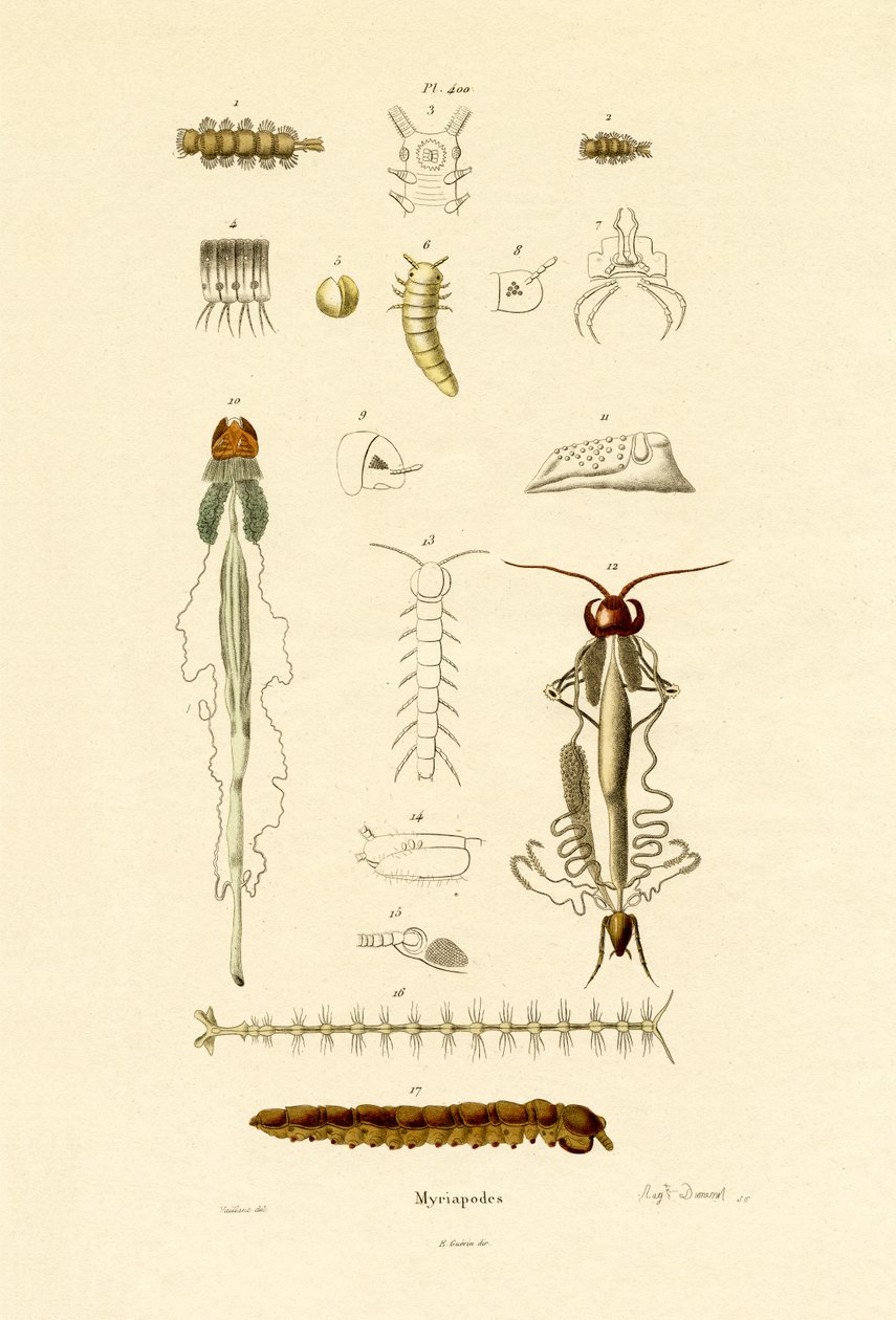 Centopéia, 1833-39 de French School
