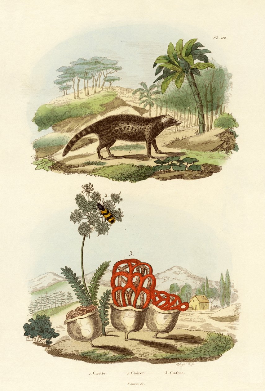 Civet, 1833-39 de French School