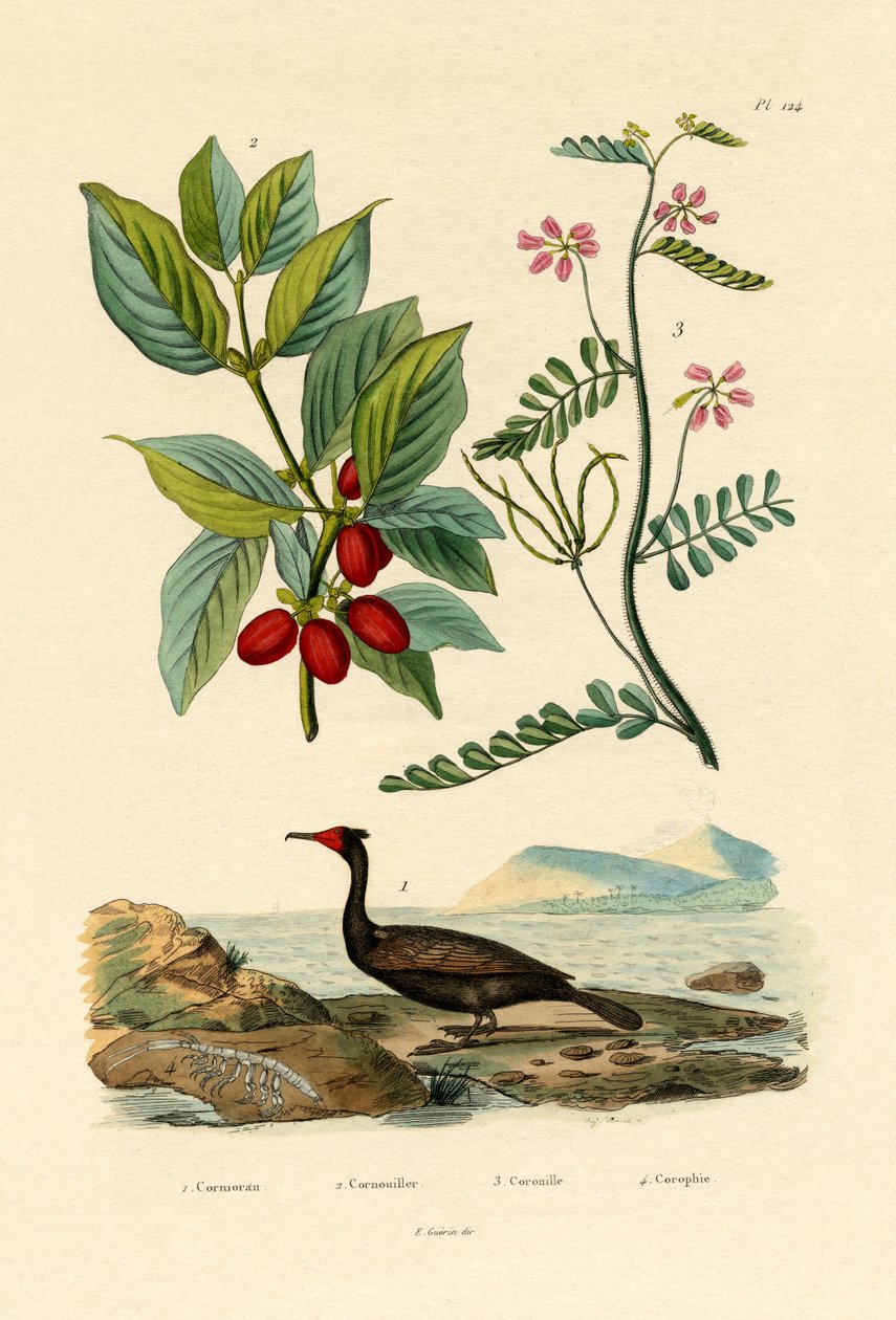 Corvo-marinho, 1833-39 de French School