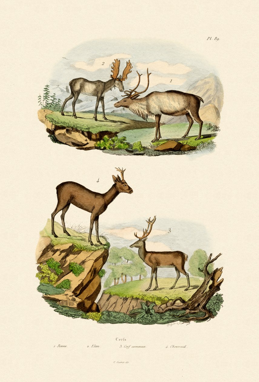 Veado, 1833-39 de French School