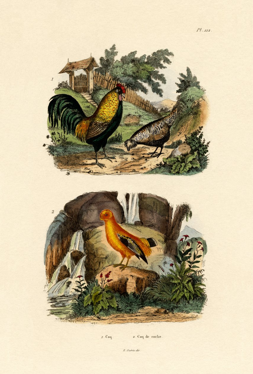 Frango Doméstico, 1833-39 de French School