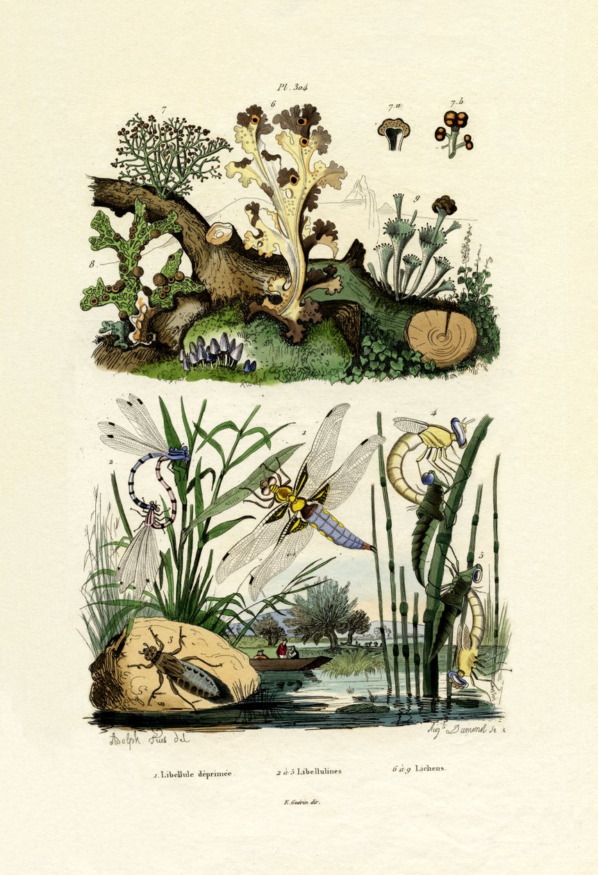 Libélulas, 1833-39 de French School