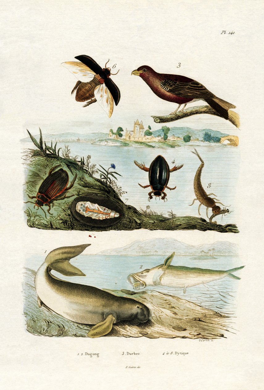 Dugong, 1833-39 de French School