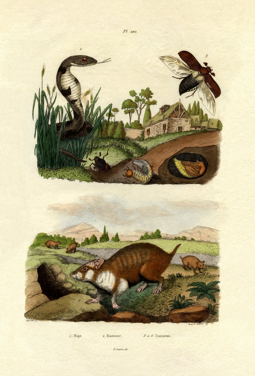 Cobra egípcia, 1833-39 de French School