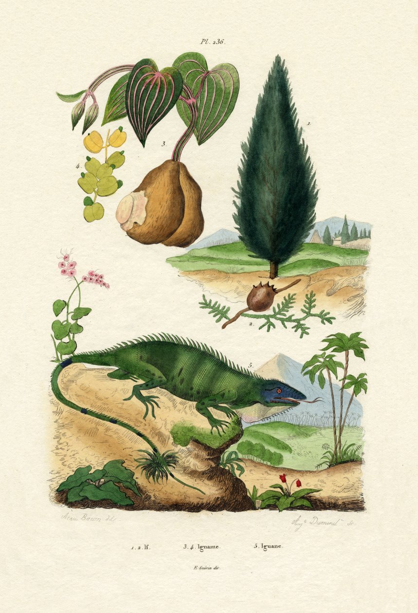 Teixo europeu, 1833-39 de French School