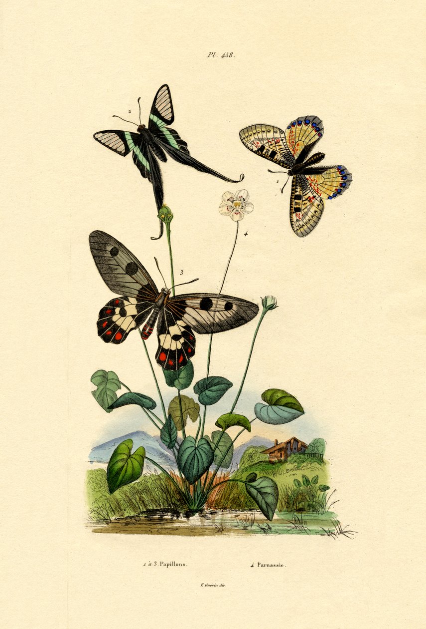 Falso Apolo, 1833-39 de French School