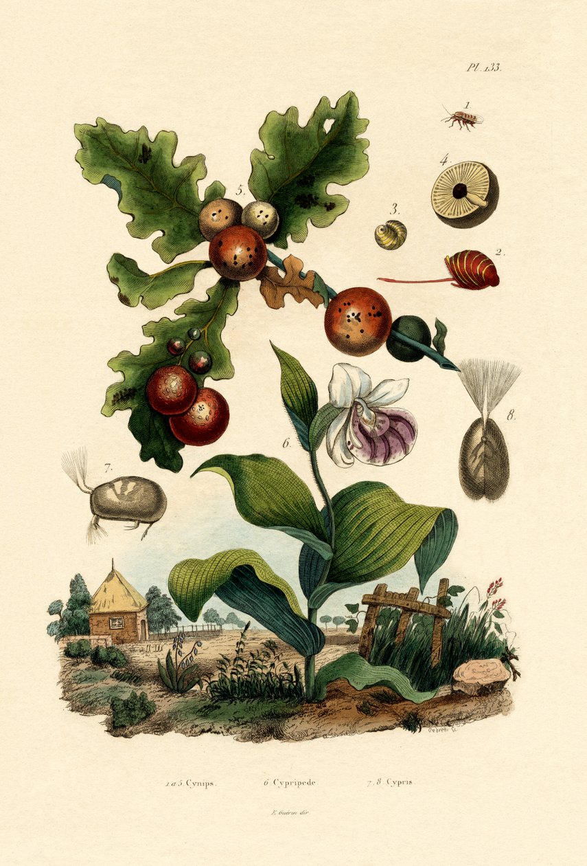 Vespa biliar, 1833-39 de French School