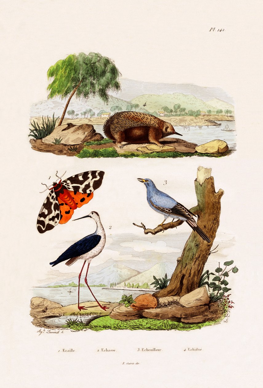 Tigre do Jardim, 1833-39 de French School