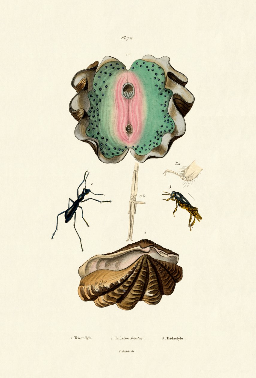 Amêijoa gigante, 1833-39 de French School