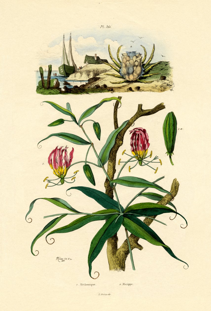 Glorioso Lily, 1833-39 de French School