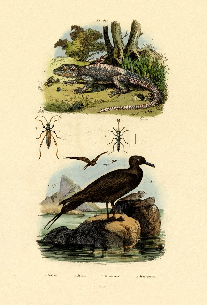 Grande Skua, 1833-39 de French School
