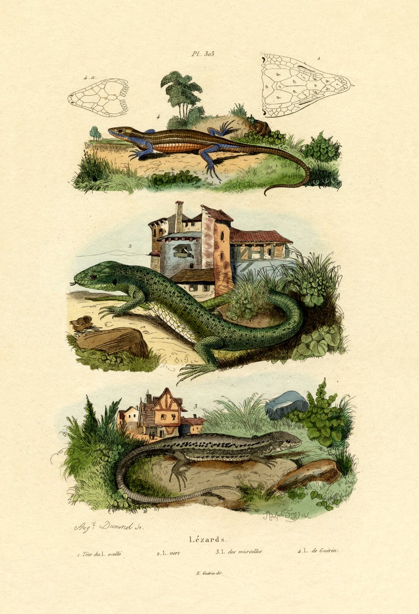Lagarto Verde, 1833-39 de French School