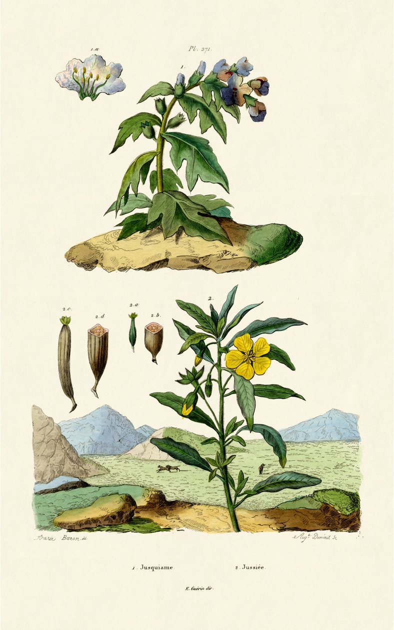 Henbane, 1833-39 de French School