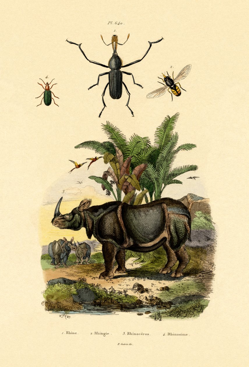 Hoverfly, 1833-39 de French School