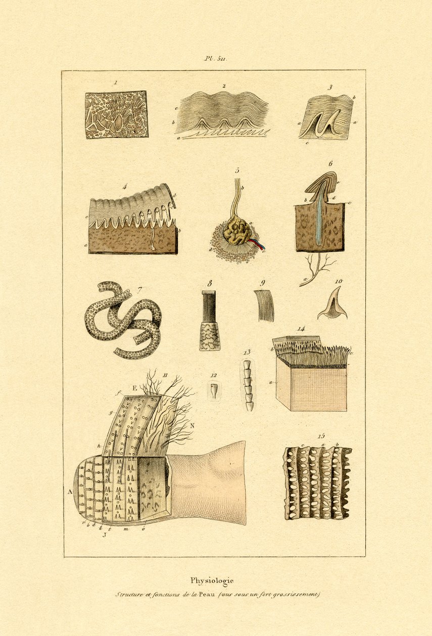 Pele Humana, 1833-39 de French School