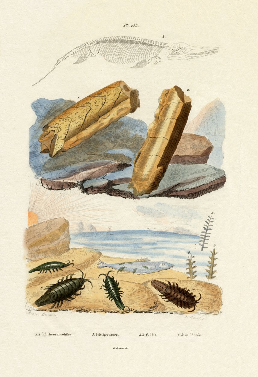 Ichtyosaurus, 1833-39 de French School
