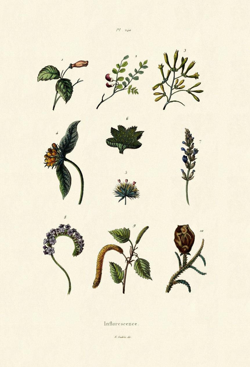 Inflorescência, 1833-39 de French School