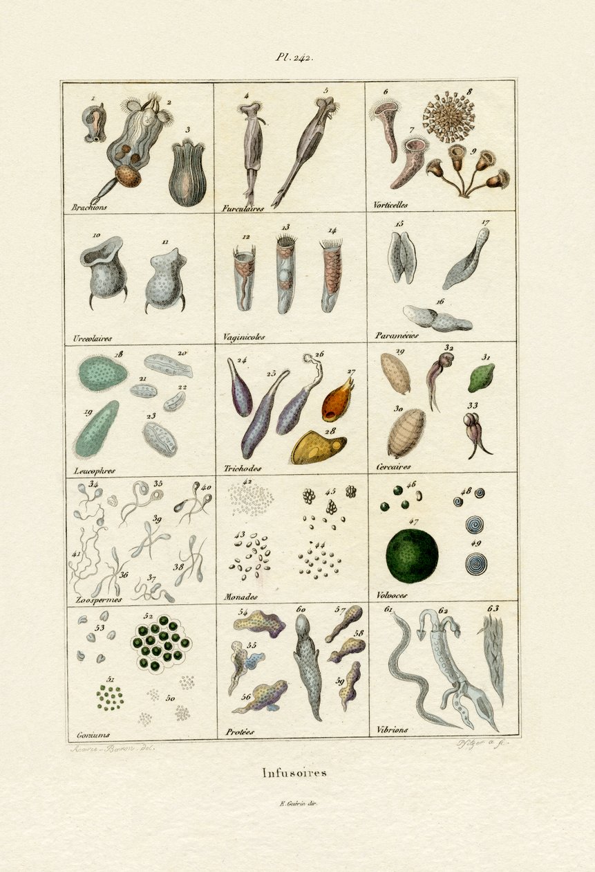 Infusoria, 1833-39 de French School